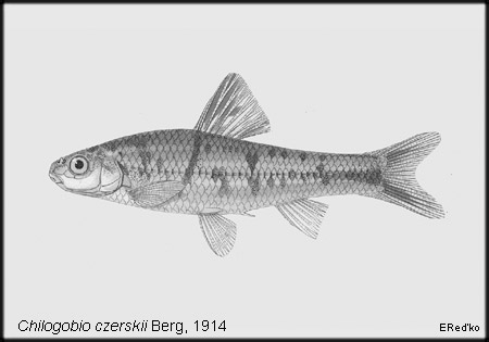 (Sarcocheilichthys Вleeker, 1860) Род ПЕСКАРИЛЕНИ 12 видов